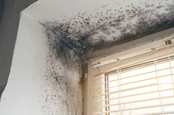Trusted Mold Inspection service in Paris, KY - Cheap Mold Removal