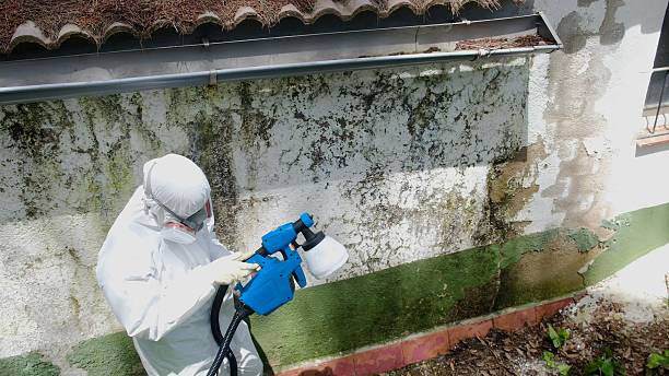 Trusted Mold Remediation service in Paris, KY - Cheap Mold Removal